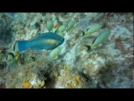 Cayman Islands Parrot Fish