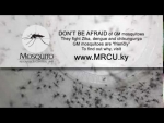 Friendly Mosquitoes PSA
