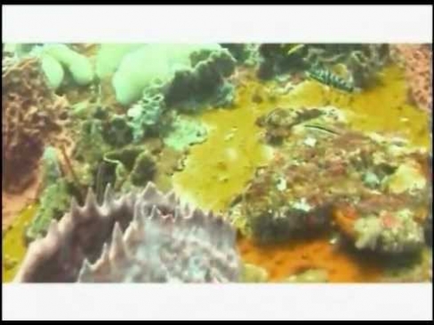 Natural Wonders of the Caribbean (2005) - Coral Reefs