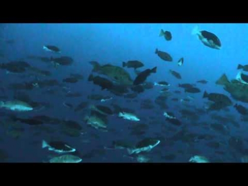 Grouper Moon Project — Guess How Many Fish?