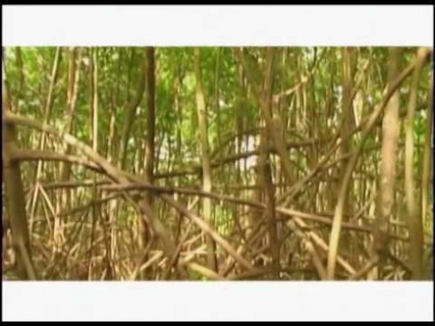 Natural Wonders of the Caribbean (2005) - Mangrove Swamps