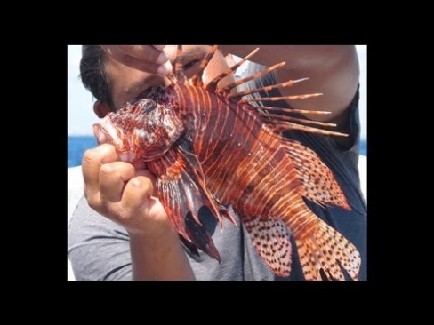 Save the Planet, Eat Lionfish