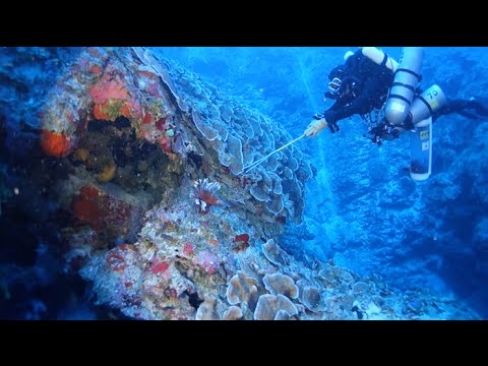 2014 Cayman Islands Deep Reef Expedition | California Academy of Sciences