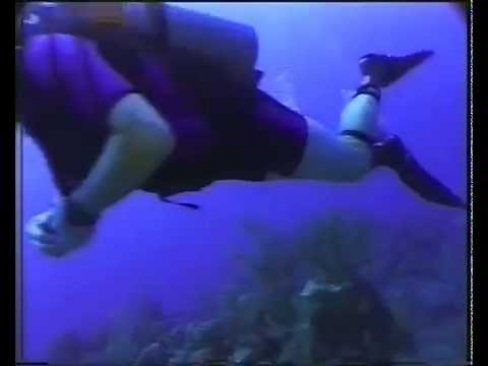 Seafeather Wall - Cayman Brac