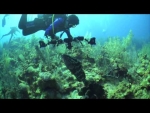 Little Cayman Dive Trip 2014