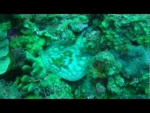 Scuba Little Cayman with a Yellow Stingray