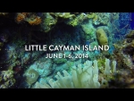 Little Cayman Dive