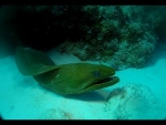 Cayman Brac, Cayman Islands Diving