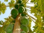 52 Benefits of Papaya