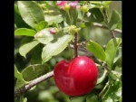 Caribbean Cherry - Acerola Health Benefits