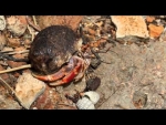 Caribbean hermit crab/ Soldier Crab (Coenobita clypeatus)