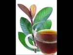 Guava Leaf Tea Health Benefits