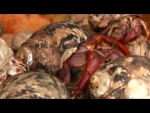 Hermit Crab (aka Soldier Crab) Feeding Time (Cayman Brac)