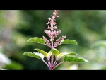 Holy Basil - Top 5 Health Benefits of
