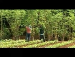 Moringa - The Miracle  Tree/ Discovery Channel documentary