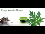 papaya leaves help cure dengue - Proven Fact