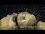 Coral Spawning 2009