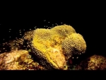 Coral Spawning 2012