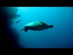 Sea Turtle Facts: 14 Facts about Sea Turtles