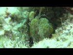 Mantis Shrimp 'Facts'