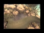 Morays Fighting - Why do they?