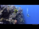 Scuba Diving | Bloody Bay Wall, Little Cayman, Cayman Islands, Caribbean
