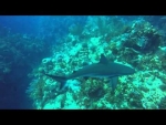 Reef Shark - Cayman