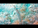 A Whole New World - SCUBA Diving in Little Cayman