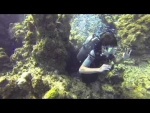 Grand Cayman Diving Ocean Ed Reunion