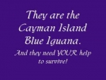 Cayman Island Blue Iguanas - Facts
