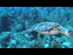 Turtles - three types found in the Cayman Islands
