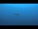 Hammerhead Sighting - Facts about