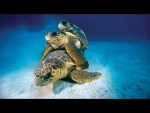 Turtles Mating And Giving Birth