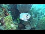 Porcupine Fish (X-Large) - Cutest fish in the sea