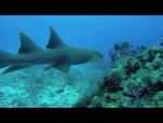 'Live the Life' Dive Cayman Islands