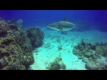 Reef Shark Dives. East End. Grand Cayman