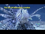 The Art of Education: Lionfish - Part I, 'The Problem'
