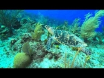 The Cayman Islands for New Divers