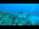 Shark encounter of the week