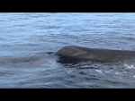 Whale Sighting off North West Point Grand Cayman