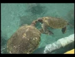 Things to Do in Cayman - Turtle Farms