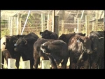 News: CIGTV "Cows imported for growing local consumption" - Update 944 November 29 2016